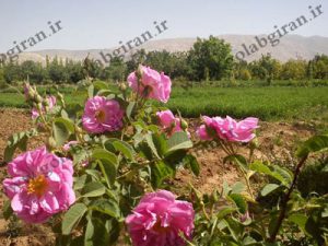 ارزان ترین قیمت گلاب