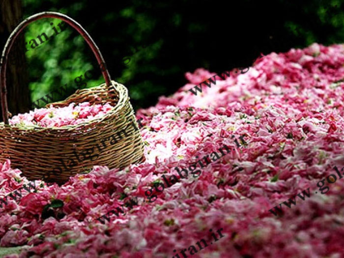 خرید و فروش گلاب حبیب